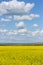 Vertical landscape of a blossom rapeseed meadow, clear blue sky with lush white clouds