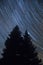 Vertical landscape of star trails over the dark pine trees