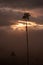 Vertical landscape sunset of wax palm tree in Cocora Valley near Salento Quindio, Colombia