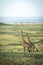 Vertical landscape of two male giraffe standing and watching the plains of Masai Mara in Kenya