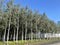 Vertical landscaping. Planted birch grove on the second level during the reconstruction of HPP-2 on Bolotnaya embankment. Russia,
