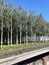Vertical landscaping. Planted birch grove on the second level during the reconstruction of HPP-2 on Bolotnaya embankment. Russia,