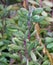 Vertical-leaf Senecio tropical plants