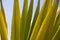 Vertical leaves of aloe vera succulent.