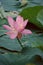 Vertical of the light pink lotus bloomed in a swamp full of large, green leaves