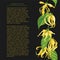 Vertical line of ylang flower on black background with text. Floral illustration with yellow tropical flowers for magazine page