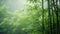 Vertical lines of a bamboo forest shrouded in misty haze. morning mist,
