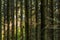 Vertical lines of tall pine forest trunk at usmmer evening background with selective focus and natural lens blur