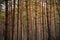 Vertical lines of tall pine forest trunks trees at summer evening background light shadow dark