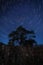 Vertical long exposure of a starry sky and a tree