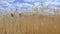 Vertical look on blades of grass waving in the wind on a summer field