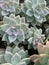 Vertical loseup of succulent plants with textured flowers