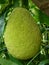 Vertical low angle closeup shot a jackfruit on its tree