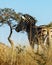 Vertical low-angle profile view of a zebra standing in the grass under the blue sky on a sunny day