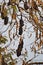 Vertical low angle shot of bats hanging from tree branches under a clear sky