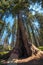 Vertical low angle shot of a beautiful hollow tree captured in Sequoia National Park, California