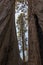 Vertical low angle shot of a beautiful hollow tree captured in Sequoia National Park, California