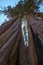 Vertical low angle shot of a beautiful hollow tree captured in Sequoia National Park, California