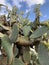 Vertical low angle shot of a cactus called Prickly Pear