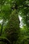 Vertical low angle shot of a giant ancient oak tree covered in moss in a primeval forest