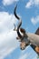 Vertical low angle shot of the head of a kudu on a sunny day