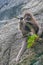 Vertical low angle shot of a Japanese macaque sitting on wood on a rocky hill