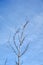 Vertical low angle shot of a leafless three under the beautiful blue sky