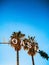 Vertical low angle shot of Palm trees glimmering under the sun at day time - great for wallpapers