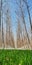 Vertical low angle shot of a park with bare trees in India