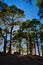 Vertical low angle shot of silhouettes of trees on a mountain