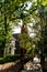 Vertical low-angle of street view in Charleston through high sunlit green trees SC, USA