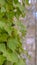 Vertical Lush vines growing on the brown trunk of a tree in the sunny forest