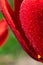 Vertical macro backdrop of sunlit red colored tulip floral. A lot of tiny dew drops on bright sunbeams