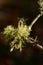 Vertical macro of beard lichens fungus on a branch