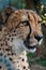 Vertical macro of a cheetah in a zoo