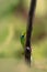 Vertical macro closeup shot of a green anole lizard sitting on a slim branch