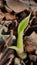 Vertical macro closeup side view from a small green banana sprout with brown blurred background and copy space