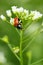 Vertical macro of ladybug on blossoming plant stem