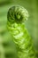 Vertical macro photo of young fern sprout