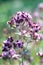 Vertical macro photography. Blossoming oregano flowers. Herb using in cooking as seasoning