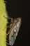 Vertical macro shot of a brown leafhopper. Deltocephalinae.