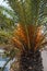 Vertical macro shot of a date palm tree growing outdoors