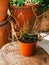 Vertical macro shot of Drosera binata planted in a flowerpot