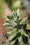 Vertical macro shot of echeveria leucotricha plant