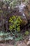 Vertical macro shot of a Ferula tingitana growing outdoors