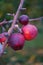 Vertical macro shot of a few red apples hanging from the same branch