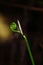 Vertical macro shot of a Fiddlehead and a butterfly sitting on the plant