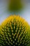 Vertical macro shot of a green coneflower stamen under the sunlight on a blurry background