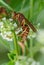 Vertical macro shot of a Polistes wasp on a wildflower  against a blurred background