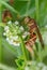 Vertical macro shot of a Polistes wasp on a wildflower  against a blurred background